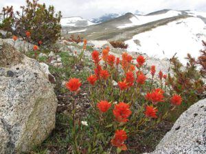paintbrush on ridge (Mammaries 29 – 31 July 2012 Part Three)