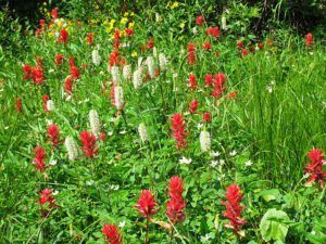patch of meadow (The Block, 9th August 2012)