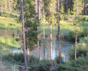 pond (Back to Ginty Creek)