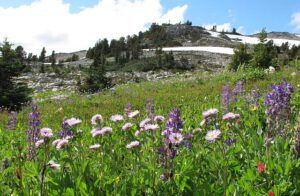 purple daisies and hill behind camp (Mammaries 29 – 31 July 2012 Part Four)