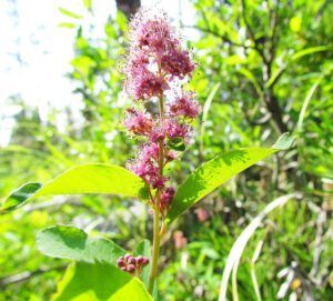 pyramid spiarea (The Block, 9th August 2012)