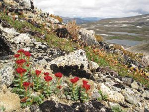 roseroot (Mammaries 29 – 31 July 2012 Part Three)