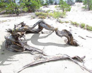 rotten pine (A Walk on the Dunes at Ginty Creek and a Big Surprise)
