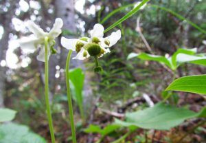 single delight (The Block, 9th August 2012)