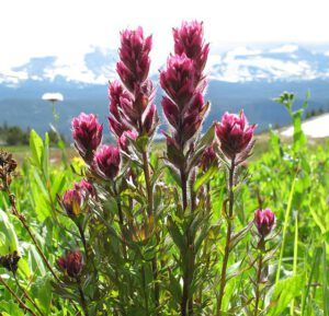 small-flowered paintbrush (Mammaries 29 – 31 July 2012 Part Two)