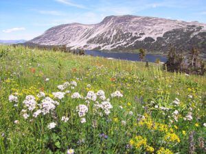 snowshoe mt and mammaries (North Pass Meadows 6th August 2012)