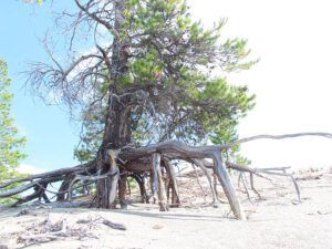 spider tree (A Walk on the Dunes at Ginty Creek and a Big Surprise)