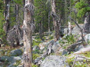 trail  through forest (The Block, 9th August 2012)