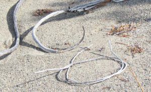 twig circles (A Walk on the Dunes at Ginty Creek and a Big Surprise)