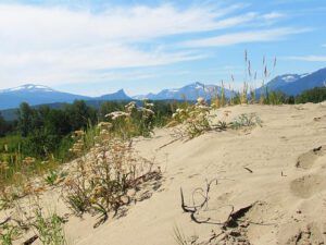 yarrow (A Walk on the Dunes at Ginty Creek and a Big Surprise)