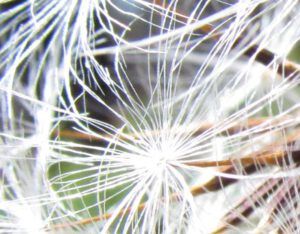 agoseris closeup (seasons turning at Ginty Creek)