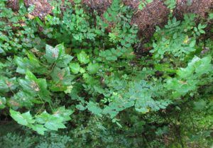 bella coola rain (The turn of the seasons at Ginty Creek)