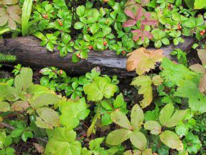 bunch berry (The turn of the seasons at Ginty Creek)