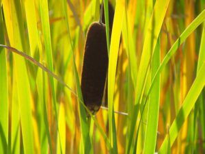 cat tails (The turn of the seasons at Ginty Creek)