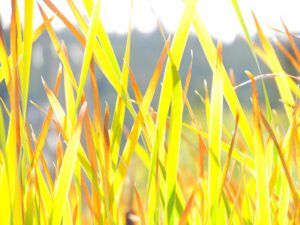 cattails 2 (The turn of the seasons at Ginty Creek)