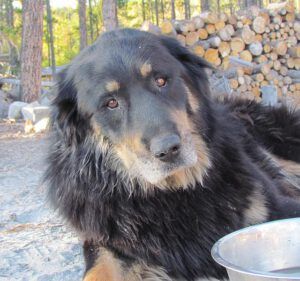 dopey badger (Chilcotin fall)