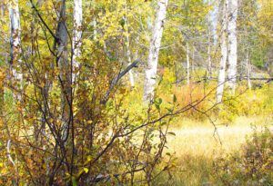 early fall textures (Chilcotin fall)