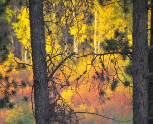 evening light up meadow (Chilcotin fall)