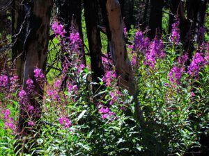 fireweed 2 (seasons turning at Ginty Creek)