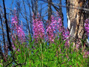 fireweed (seasons turning at Ginty Creek)