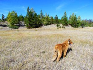 harry and grass (Chilcotin fall)