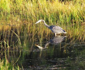 heron (Chilcotin fall)