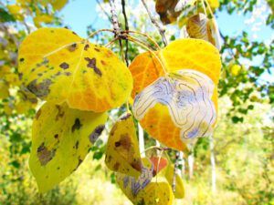 leaf miner fall (Chilcotin fall)
