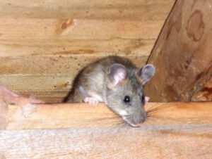 packrat 2 (Work progress at Ginty Creek)