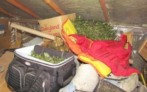 packrat food (Work progress at Ginty Creek)