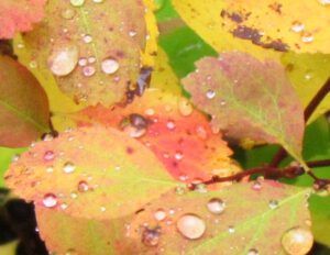 randrops (The turn of the seasons at Ginty Creek)