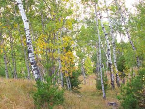 walker valley (The turn of the seasons at Ginty Creek)