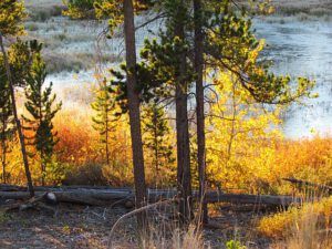 5 frosty morning pond (The Fall)