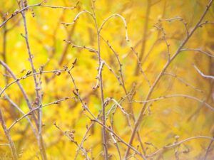 8 birch twigs (The Fall)