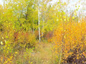 9 pointelism (The Fall)