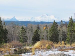 f last golden tree (A taste of winter at Ginty Creek)