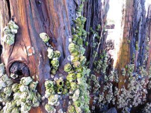 a barnacles (Staying at Union Bay)