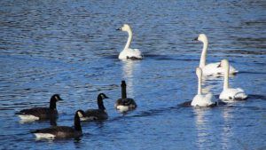 b trumpeter swans (Heading south with Ginty’s Ghost)