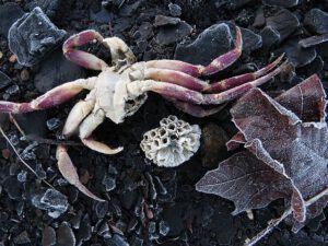 bones of the sea (Staying at Union Bay)