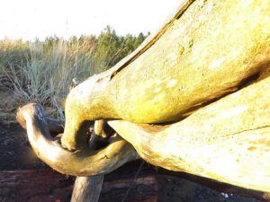 driftwood (Staying at Union Bay)