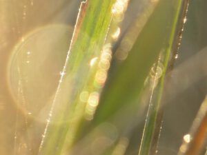 grasses 3 (Before I leave Union Bay)