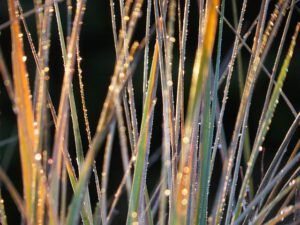 grasses (Before I leave Union Bay)