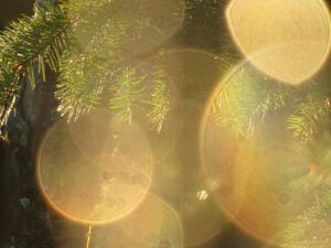 raindrops and fir (Before I leave Union Bay)