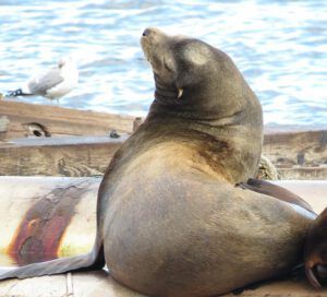 sea lion and gull (Before I leave Union Bay)