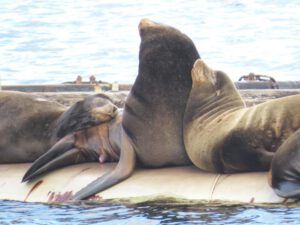 sea lions (Before I leave Union Bay)