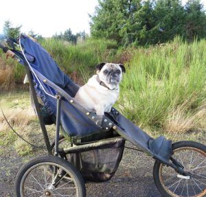 toonie in buggy 2 (Before I leave Union Bay)