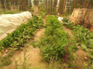 11 brown garden (Newsletters)