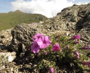 12 douglasia (Newsletters)