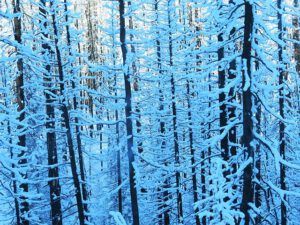 5 snow on burnt trees (Festivals of the Season)
