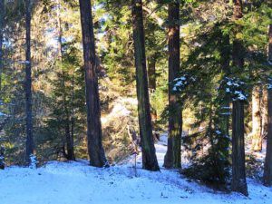 9a trees near Stuie (Festivals of the Season)