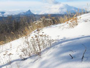 a yarrow on dunes (Approaching the Solstice at Ginty Creek)